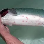 estrategias-sanitarias-1