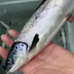 estrategias-sanitarias-2