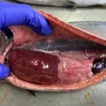 estrategias-sanitarias-4