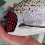 visita-veterinaria-1