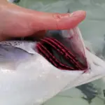 visita-veterinaria-2