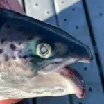 visita-veterinaria-3