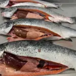 visita-veterinaria-5